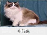 深圳赛恩普电子新材料应用有限公司