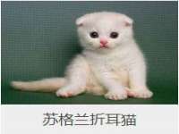 深圳赛恩普电子新材料应用有限公司