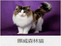 深圳赛恩普电子新材料应用有限公司